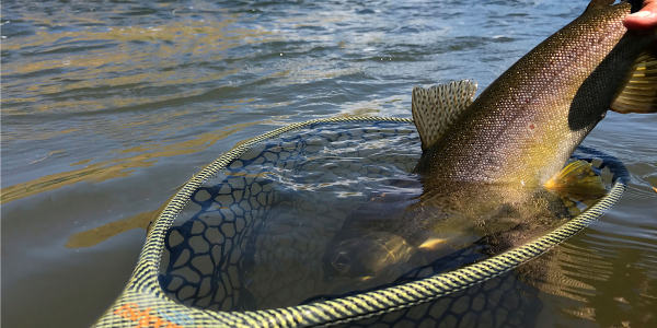 Fishpond River Armor Nomad Emerger Net Fishpond River Armor Nomad Emerger Net